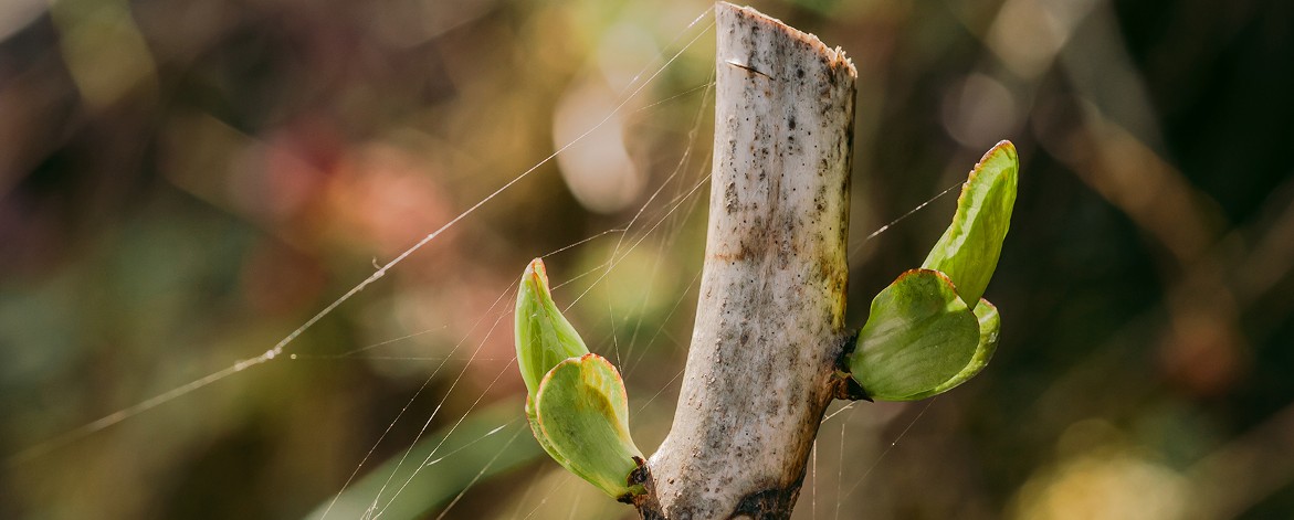 PORTO QUINTA DAS CARVALHAS